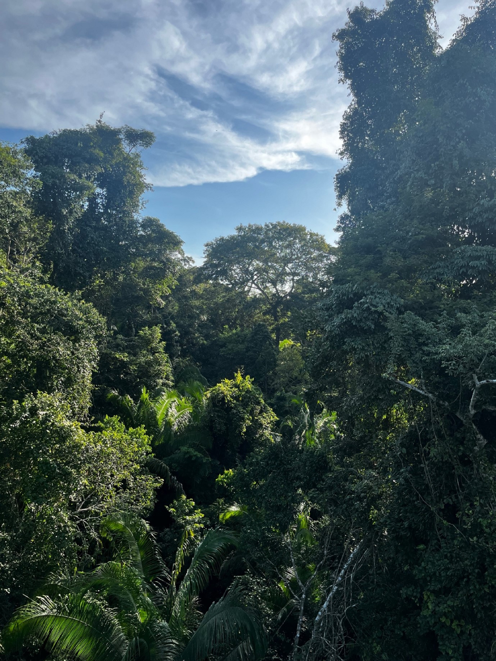 View from the Hoja Nueva research station