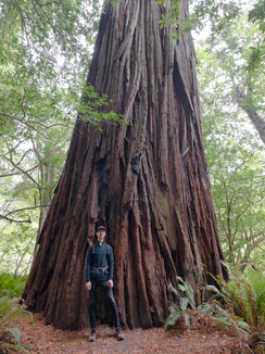William Boxall at Redwood National Park