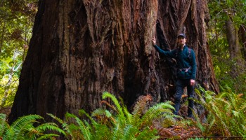 William Boxall PIPS at Redwood National Park