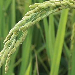 Rice - Plant science - food - agriculture