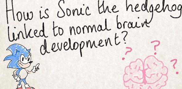 Sonic the Headhog and the Brain presentation slide