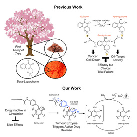 'Masked' cancer-killing drugs avoid harming healthy cells