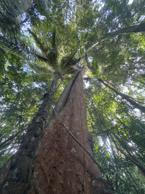 A huge Shihuahuaco tree that can grow for >1000 years and is a preferred target for illegal logging