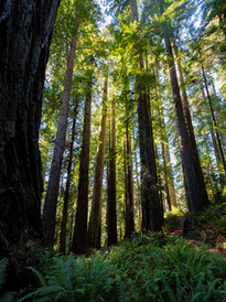 Redwood National Park PIPS - William Boxall