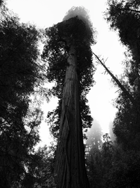 Redwood National Park PIPS - William Boxall