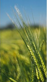 Bioscience for sustainable agriculture and food