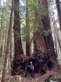 William Boxall at Redwood National Park