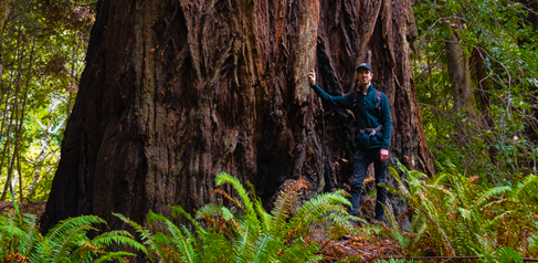 William Boxall at Redwood National Park