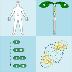 Abstract image depicting biological images