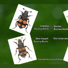 Jack Smith featured on BBC Springwatch