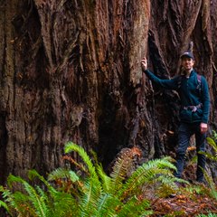 William Boxall at Redwood National Park