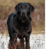 Labrador retrievers