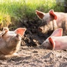 Pork labelling schemes