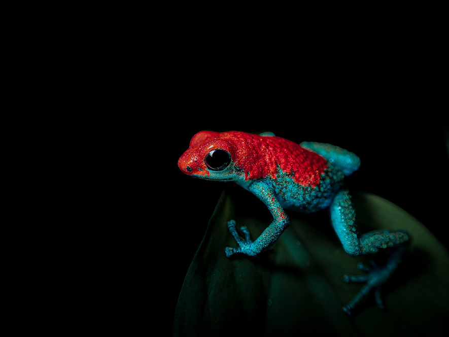 Poisonous Sentinel photo